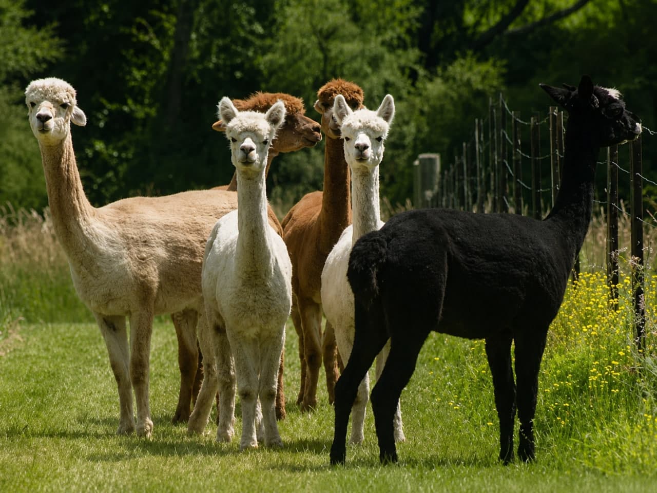 A herd of alpacas standing in a sunny pasture