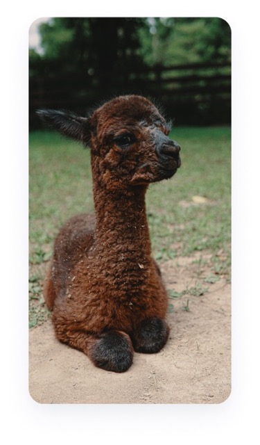 alpaca first slider image